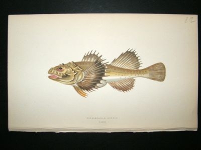 Fish Print: 1869 Four-Horned Cottus, Couch
