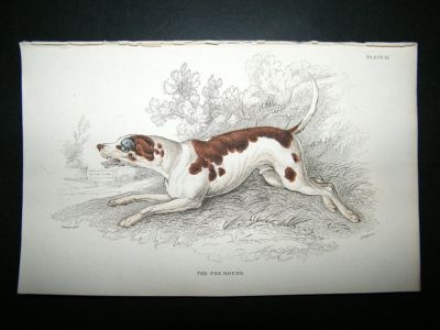 Jardine: 1854 Fox Hound Dog, Hand Col Print