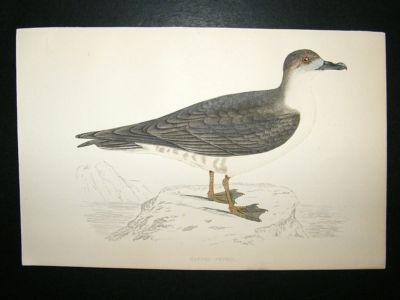 Bird Print: 1867 Capped Petrel, Morris, hand coloured