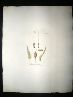 Botanical Print: 1818 Mosses, Polytrichhum Tenuirostre,