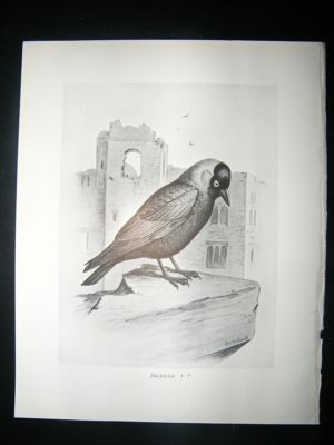 Bird Print: 1898 Jackdaw, Frohawk