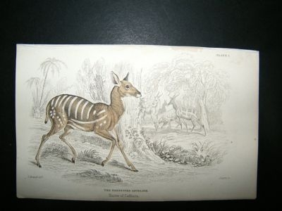 Harnessed Antelope: C1840 Hand Col Print, Jardine