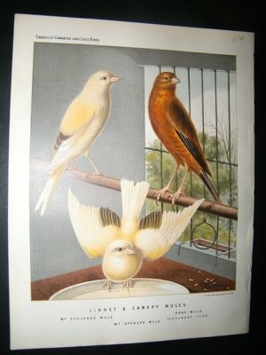Bird Print 1880 Linnet & Canary Mules, Rutledge