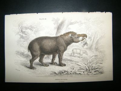 Jardine: C1840 American Tapir, Hand Col Print