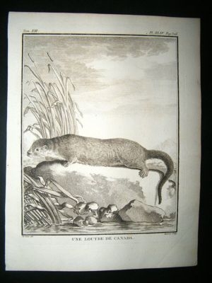 Buffon: C1770 Otter of Canada, Antique Print