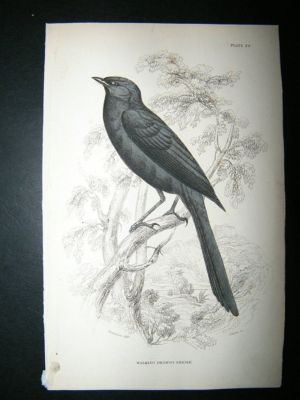 Bird Print: C1840 Walking Drongo Shrike