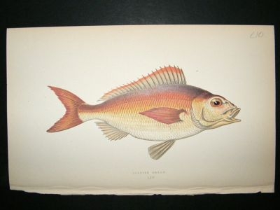Fish Print: 1869 Spanish Bream, Couch
