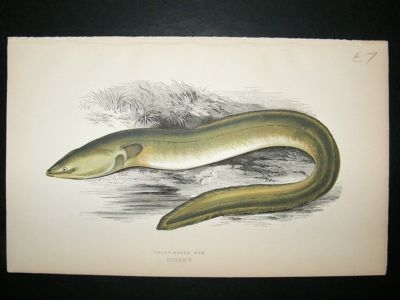 Fish Print: 1869 Sharp-Nosed Eel, Couch
