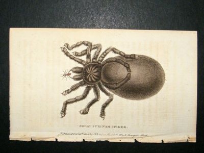 Great Surinam Spider: 1800 Hand Colored Print