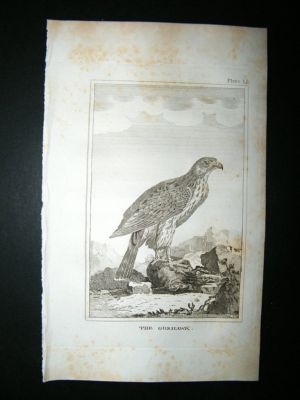 Bird Print: 1812 Goshawk, Buffon