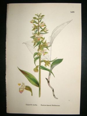 Botanical Print 1899 narrow-Leaved Helleborine Orchid,