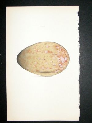 Bird Egg Print 1846 Crane, Hand Col Hewitson