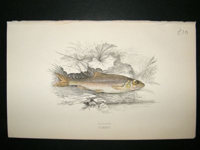 Fish Print: 1869 Gudgeon, Couch
