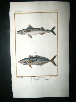 Fish Print: 1805 Mackeral, Hand Col, Latreille