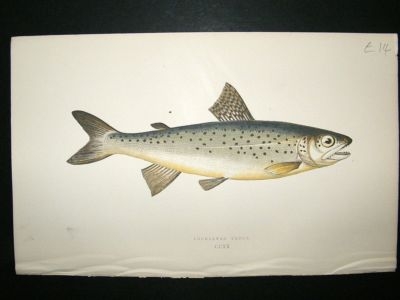 Fish Print: 1869 Lochleven Trout, Couch