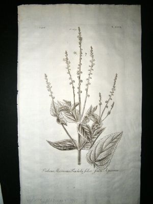 Dillenius 1774 Folio Botanical Print. Verbena Mexicana 302