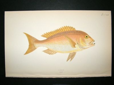 Fish Print: 1869 Dentex, Couch
