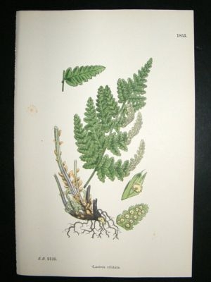 Botanical Print 1899 Lastrea Cristata, Sowerby Hand Col