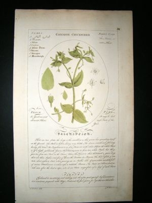 Sheldrake: 1759 Medical Botany. Common Chickweed. Hand Col