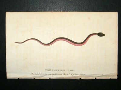 Small Black & Red Snake: 1800 Hand Col