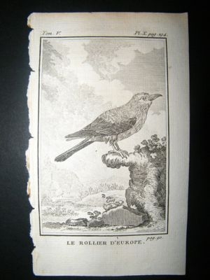 Bird Print: 1775 European Roller, Buffon