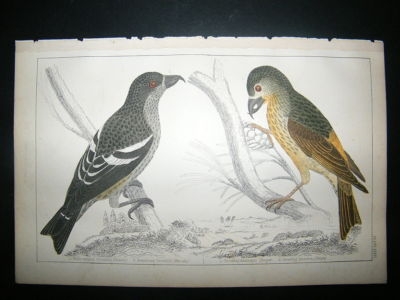Bird Print: 1857 American Crossbills, Hand Colored