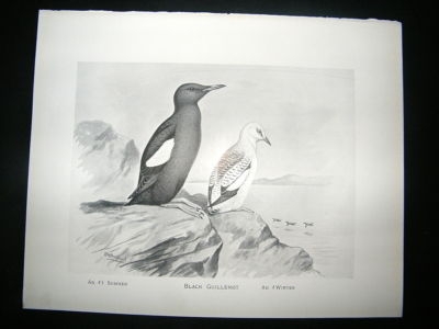 Bird Print: 1898 Black Guilemot, Frohawk