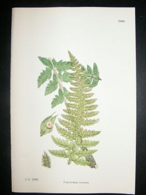 Botanical Print 1899 Polystichium Lobatum Fern, Sowerby