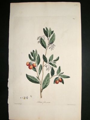 John Edwards: 1770 Folio hand col' botanical. Arbutus