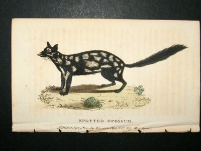 Spotted Opossum: 1800 Hand Colored Print