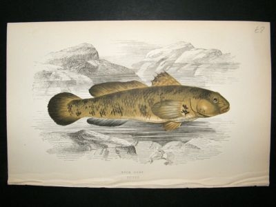 Fish Print: 1869 Rock Goby, Couch