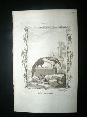 Buffon: 1785 Great Ant Eater, Antique Print