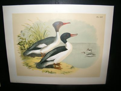 Studer 1881 Folio Bird Print. Goosander. Antique