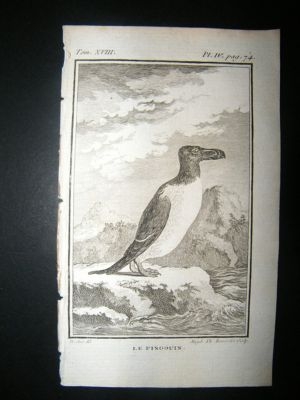 Bird Print: 1785 Penguin, Buffon Copper Plate