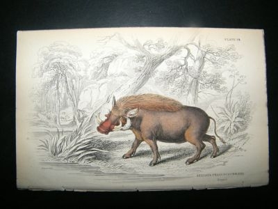 Jardine: C1840 Ruppel Hog Boar, Hand Col Print