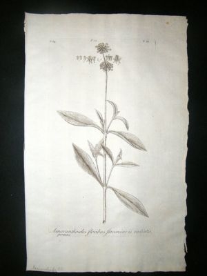 Dillenius 1774 Folio Botanical Print. Armaranthoides 20