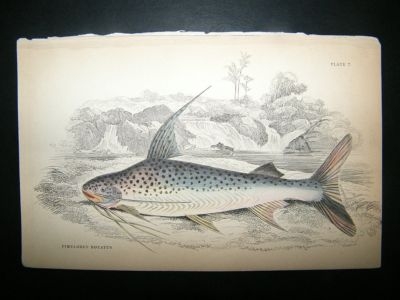 Jardine C1840 Pimelodus Notatus Fish, Hand Col
