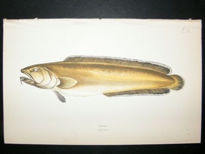 Fish Print: 1869 Torsk, Couch