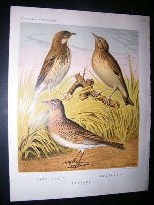 Bird Print 1880 Tree Pipit, Woodlark, Skylark
