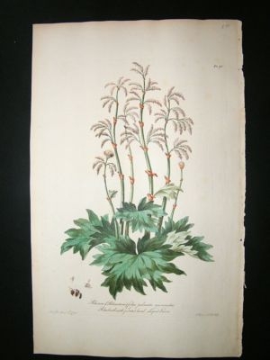 John Edwards: 1770 folio h/col botanical. Rhubarb