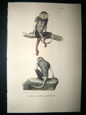 Buffon: 1830 Hand Coloured Print. Douc Langurs. Plate 4