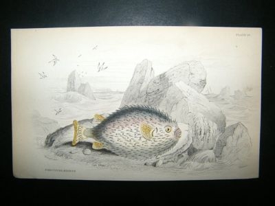 Jardine C1840 Porcupine Diodon Fish, Hand Col