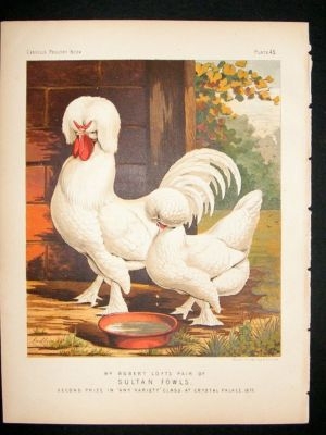 Bird Poultry Print: 1874 Sultan Fowls, Ludlow