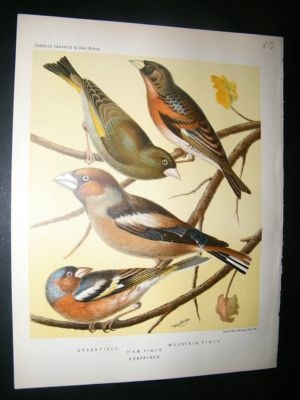 Bird Print 1880 Greenfinch, Hawfinch, Chaffinch