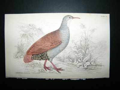 Bird Print: 1834 Tataupa, Jardine Hand Col