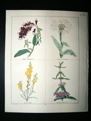 Maund C1830 Lubinia, Centaury, Italian Toadflax, Wind Herb 116. Hand Col Botanic