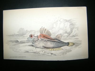 Jardine C1840 Four Horned Aspidophorus Fish Print