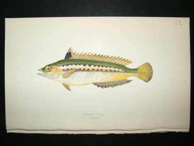 Fish Print: 1869 Rainbow Wrass, Couch
