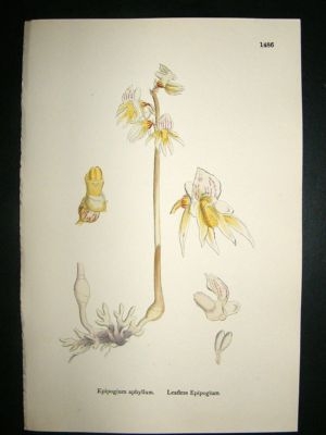 Botanical Print 1899 Leafless Epipogium Orchid, Sowerby