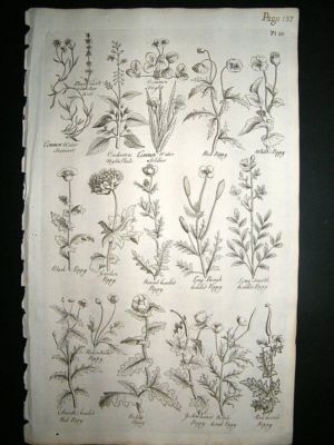 Hill: 1758 Eyebright, Poppies etc, Folio Botanical